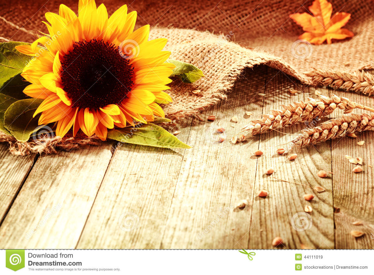 Rustic Background With A Bright Colorful Yellow Sunflower And Ripe