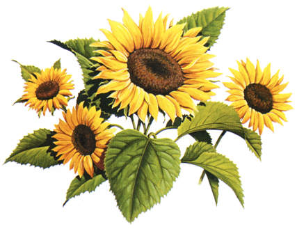 Paganpages Org   Sunflower