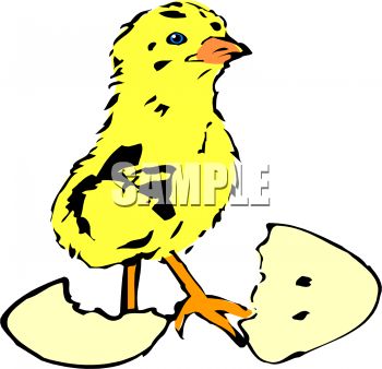 Chick Hatching From Egg   Royalty Free Clip Art Picture