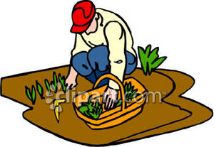 Man Harvesting Food From His Vegetable Garden   Royalty Free Clipart