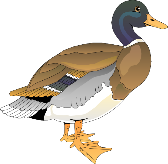 Duck Clip Art   Images   Free For Commercial Use