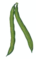 Green Beans   Http   Www Wpclipart Com Food Vegetables Beans Fresh