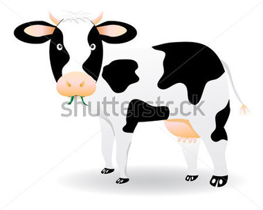 Download Source File Browse   Animals   Wildlife   Black And White Cow