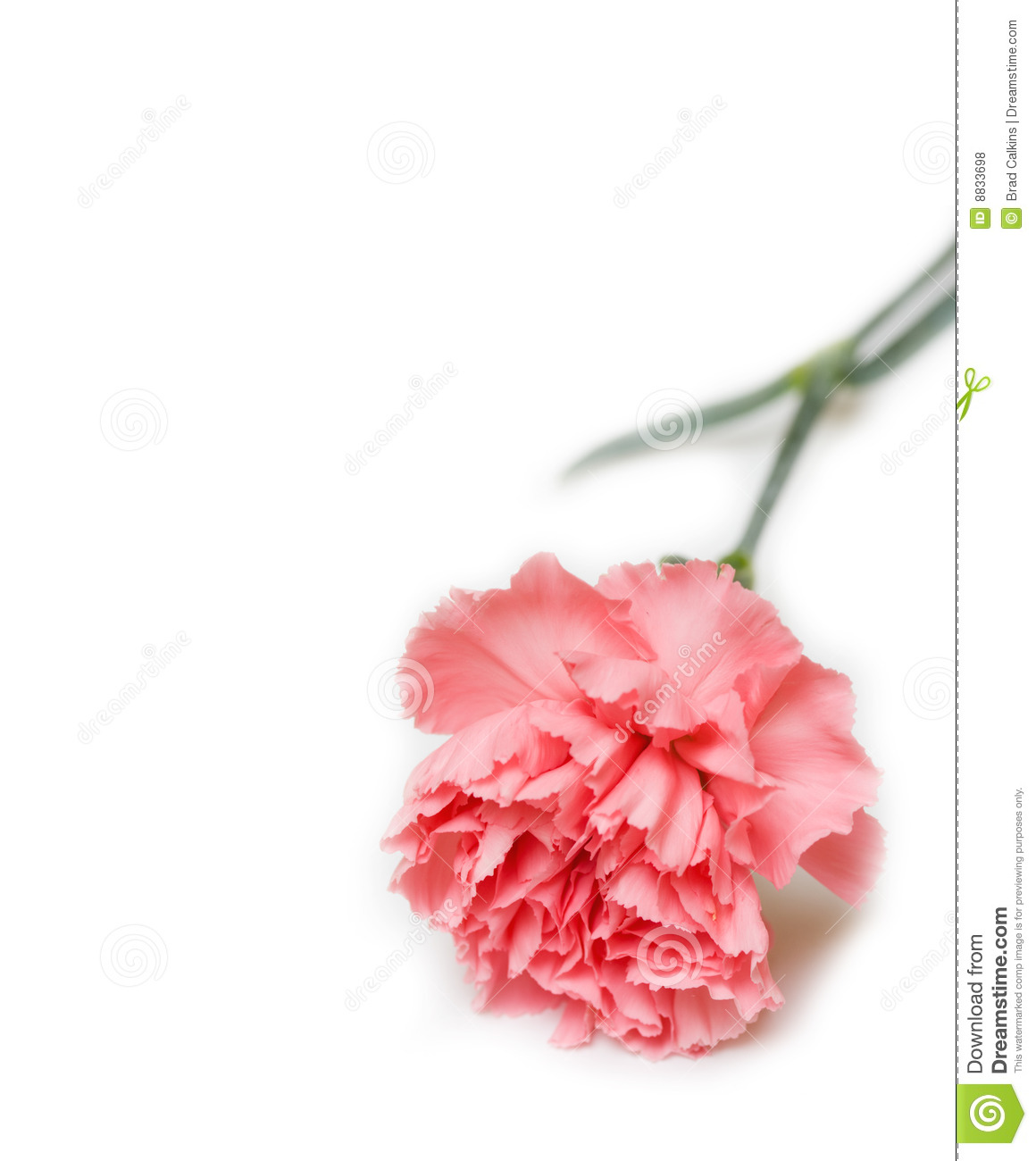 Carnation Border Clip Art Pink Carnation 8833698 Jpg
