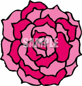 Pink Carnation   Royalty Free Clipart Picture