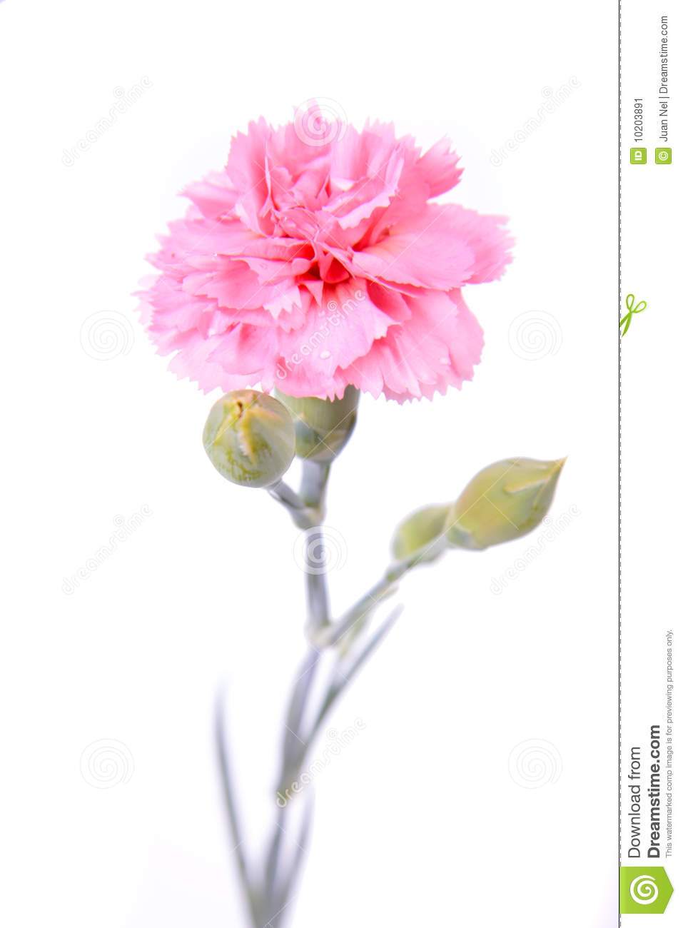 Pink Carnation  Stock Image   Image  10203891