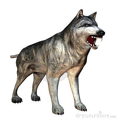 Snarling Isolated Wolf With Teeth Showing