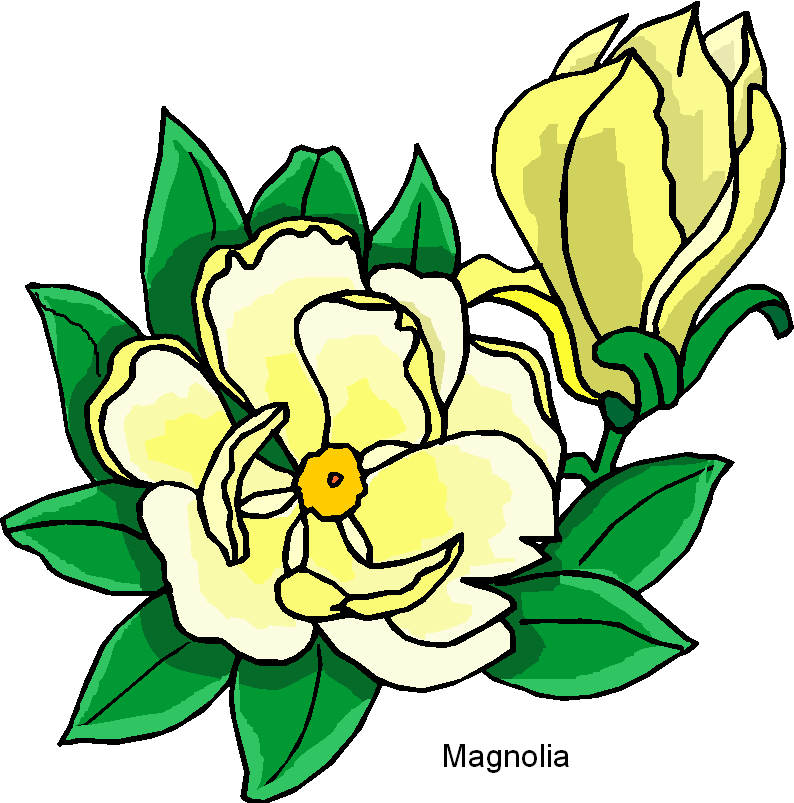 Magnolia Free Flower Clipart   Free Microsoft Clipart