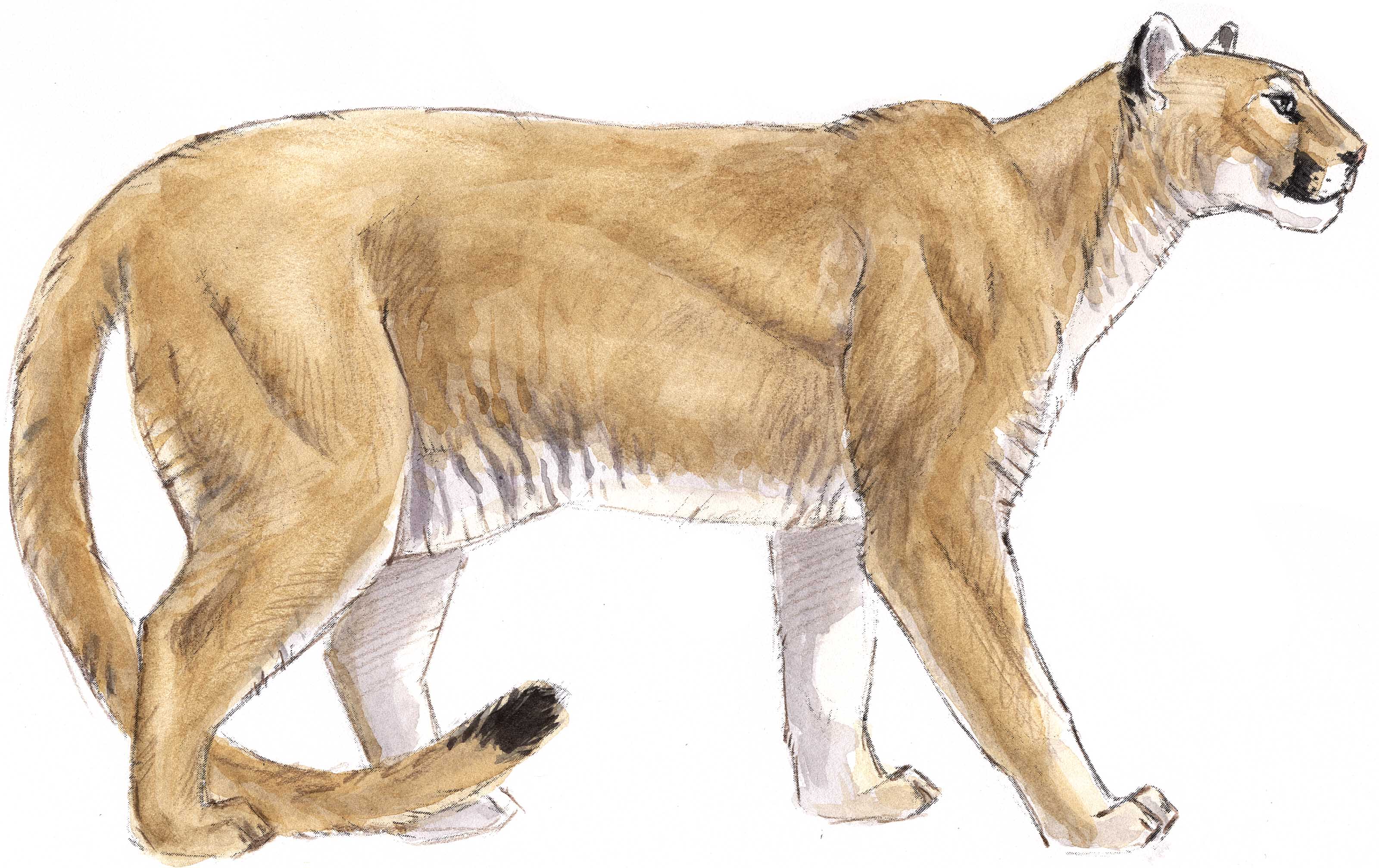 How To Draw A Mountain Lion  Fur Texture    John Muir Laws