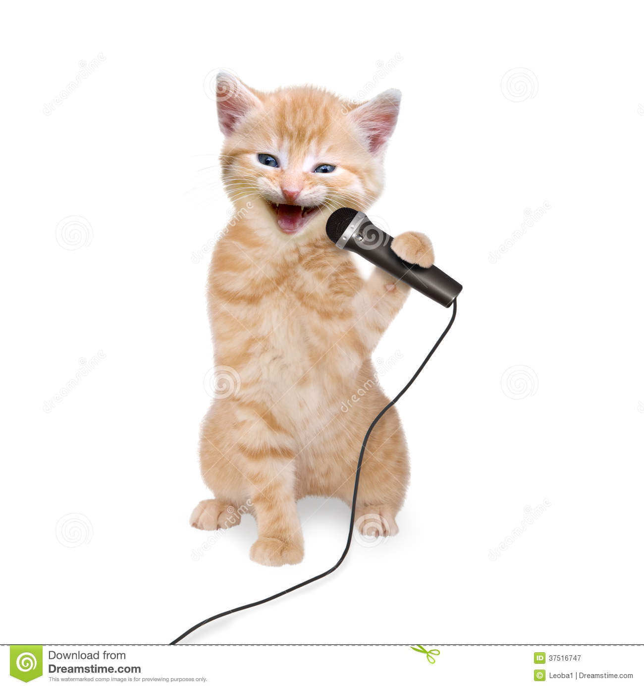 Cat Kitten Singing Into Microphone On White Background