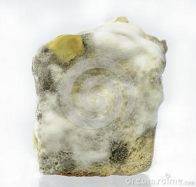 Bread Mold Isolate On White Background