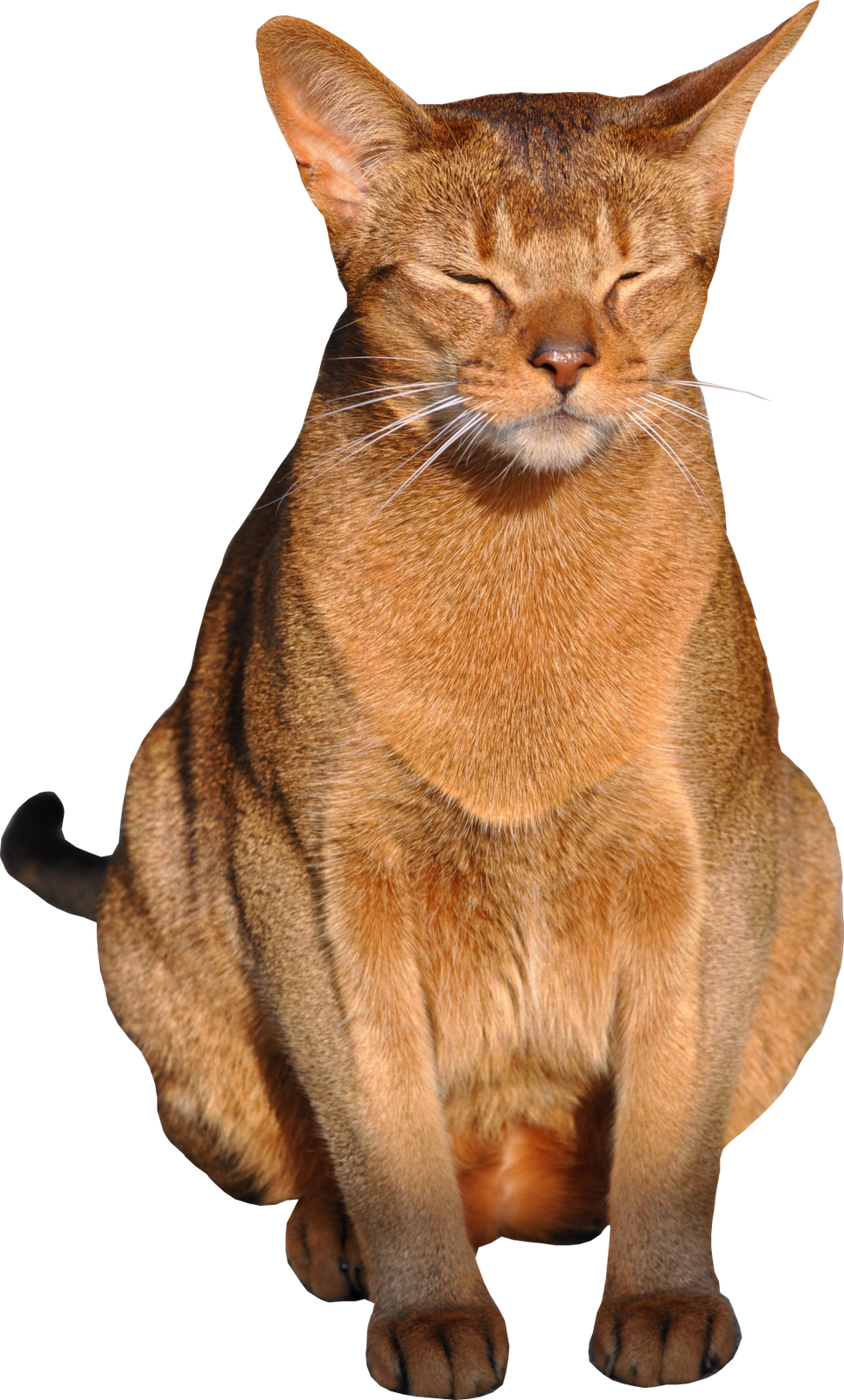Free Cat Images  Free Digital Sitting Cat Png With Transparent