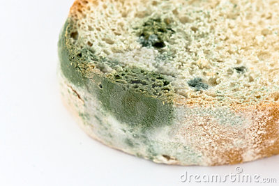 Mold On Bread Royalty Free Stock Photography   Image  13442767