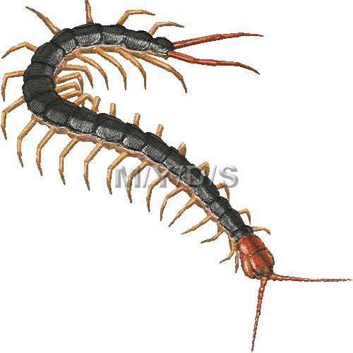Chinese Red Headed Centipede Clipart Picture   Large