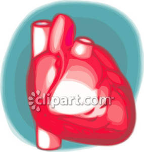 Realistic Human Heart   Royalty Free Clipart Picture