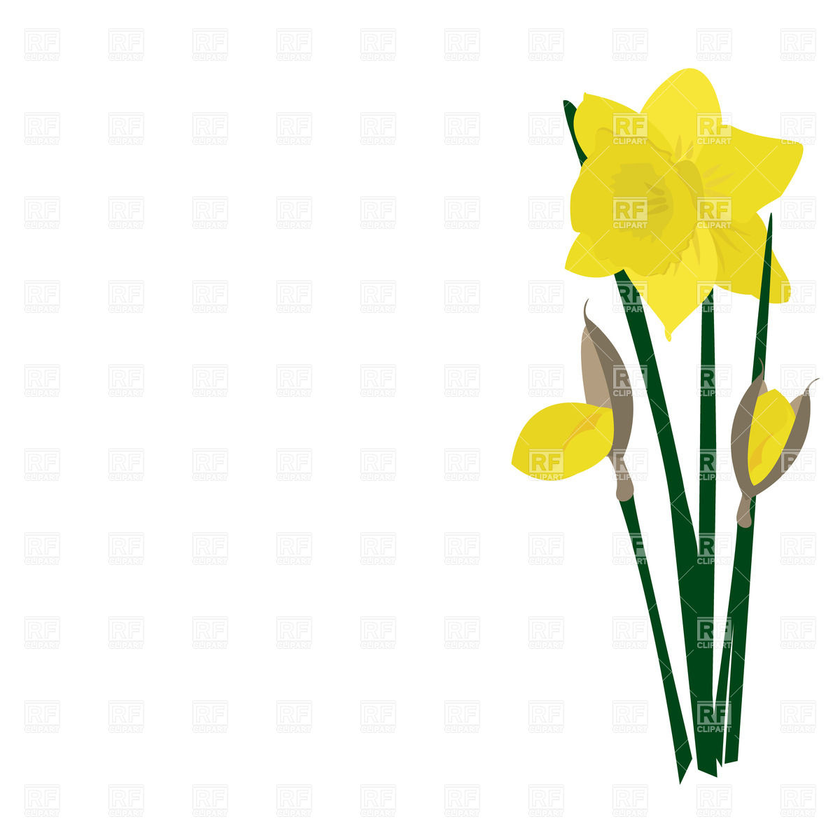 Realistic Isolated Daffodils Download Royalty Free Vector Clipart