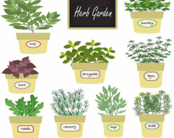 Herb Garden  Herbal Plant Collection  Digital Clipart  Graphic    