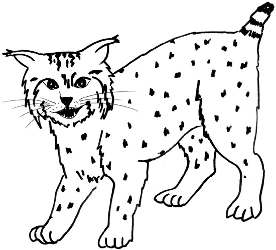 Bobcat Clipart Images   Pictures   Becuo