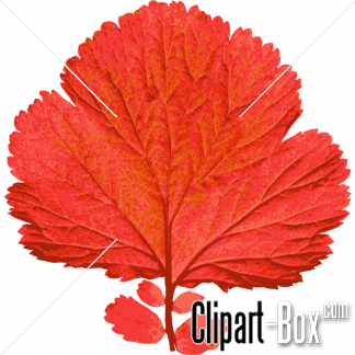 Related Red Leaf Cliparts