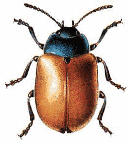 Share Red Poplar Leaf Beetle Clipart With You Friends