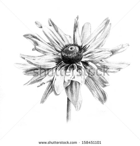 Illustration Organic Clean And Natural Looking Hand Drawn Flower Art