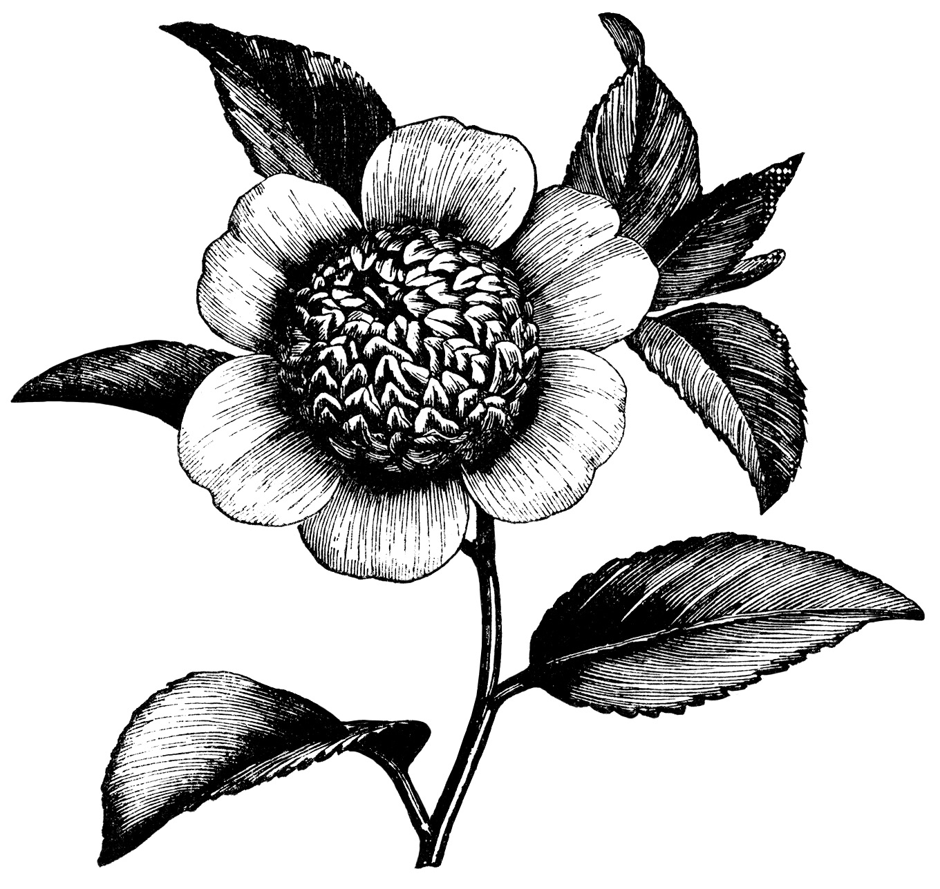 Black And White Clip Art Vintage Flower Clipart Floral Graphics Free
