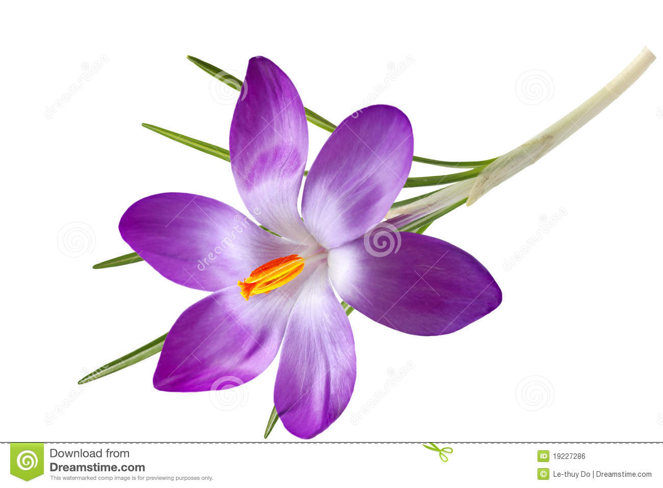 Single Purple Flower Clipart Purple Crocus Flower Isolated