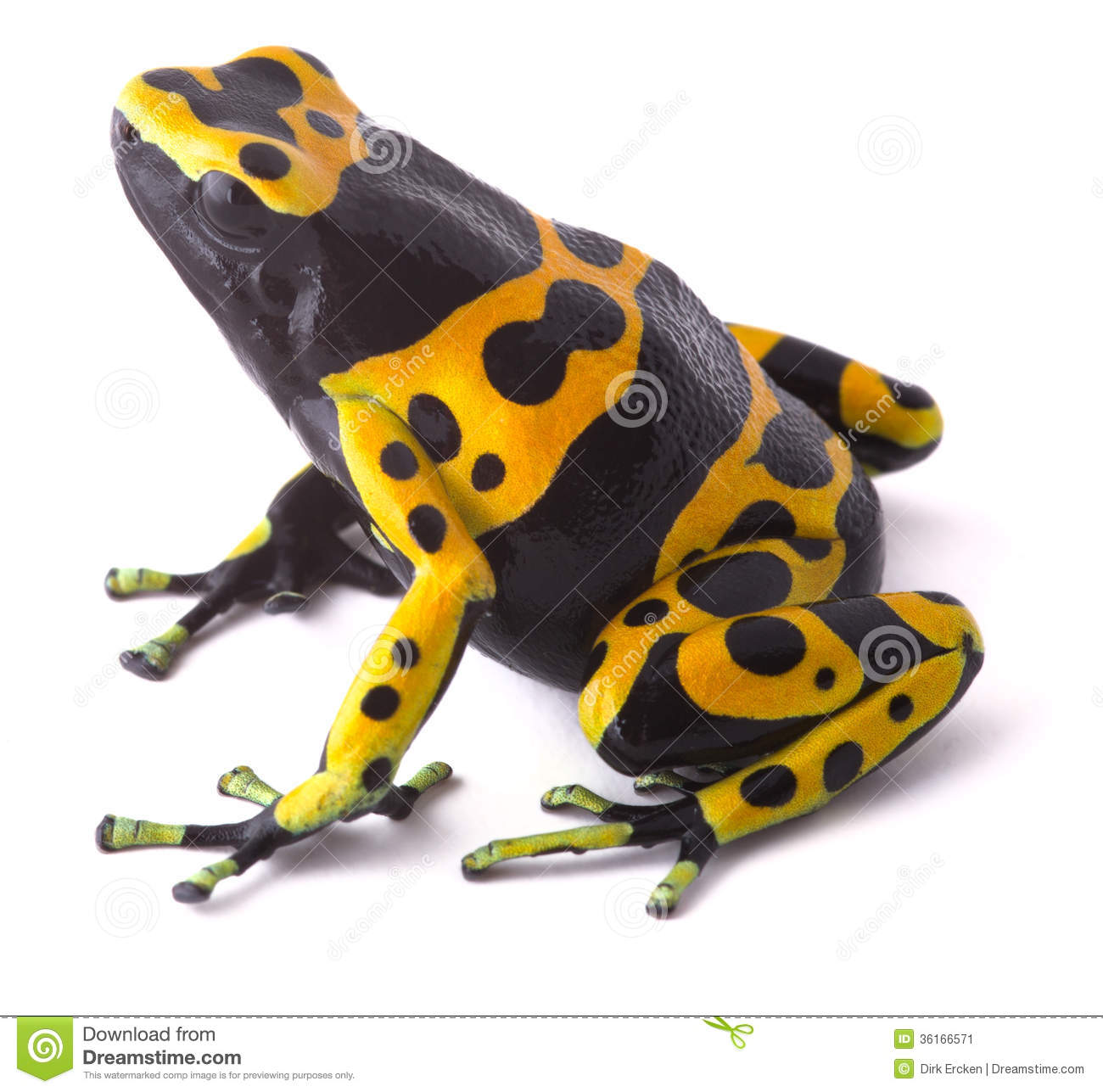 Rainforest Frog Clipart Yellow Poison Dart Frog