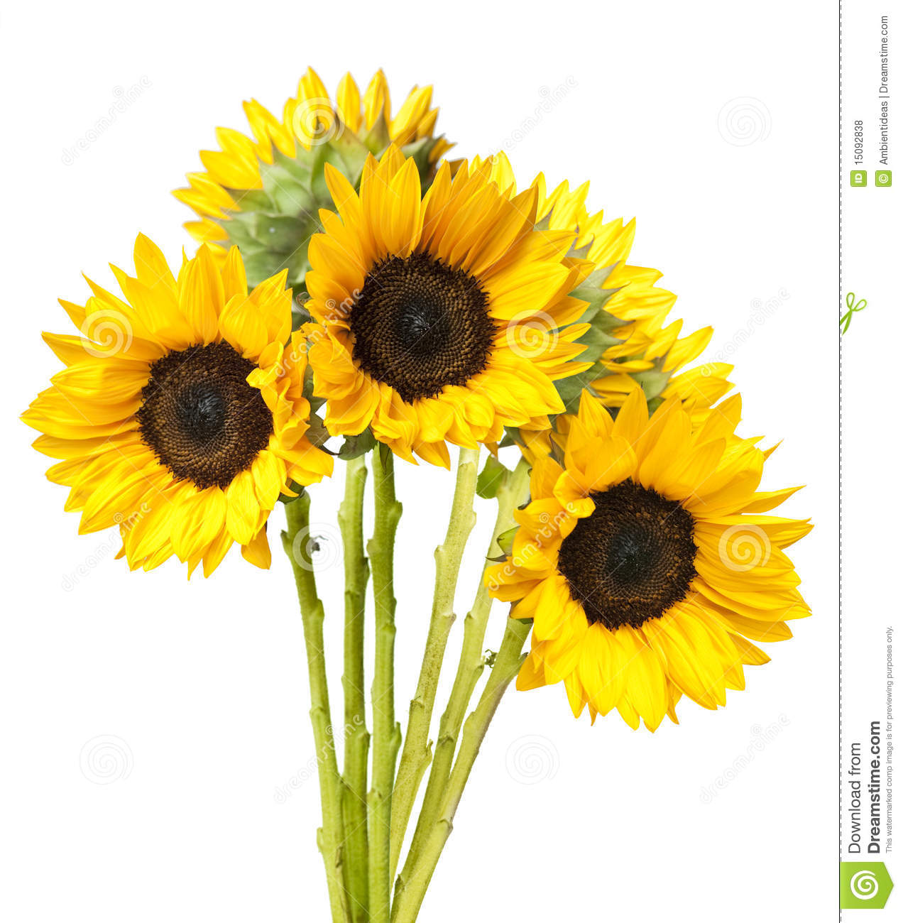 Sunflower Bouquet Isolated On White Royalty Free Stock Photos   Image    
