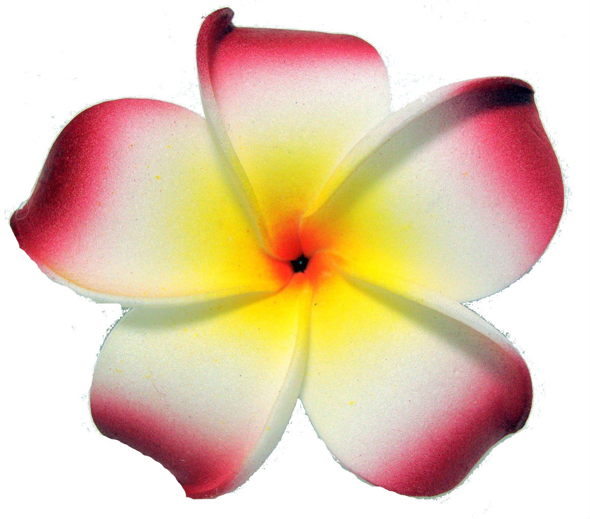 Plumeria Flower Clip Art