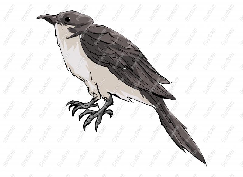 Black Billed Cuckoo Bird Character Clip Art   Royalty Free Clipart