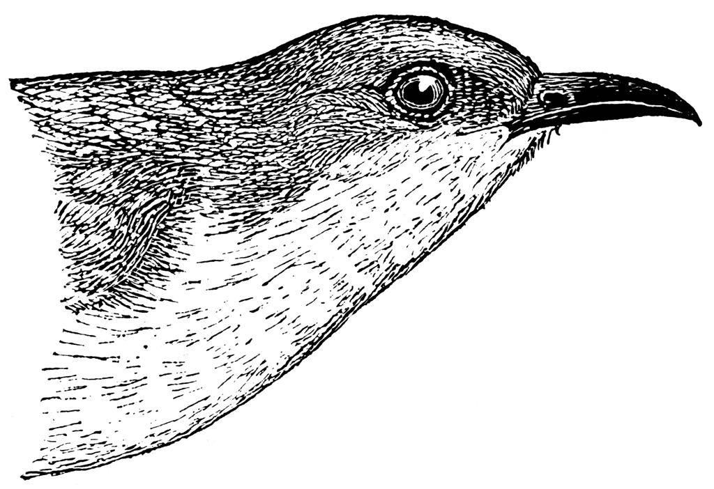 Cuckoo Bird Clip Art