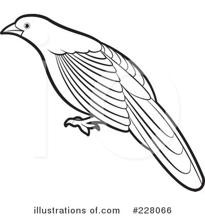 Cuckoo Bird Clipart Royalty Free  Rf  Bird Clipart