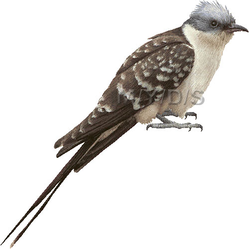 Great Spotted Cuckoo Clipart Graphics  Free Clip Art