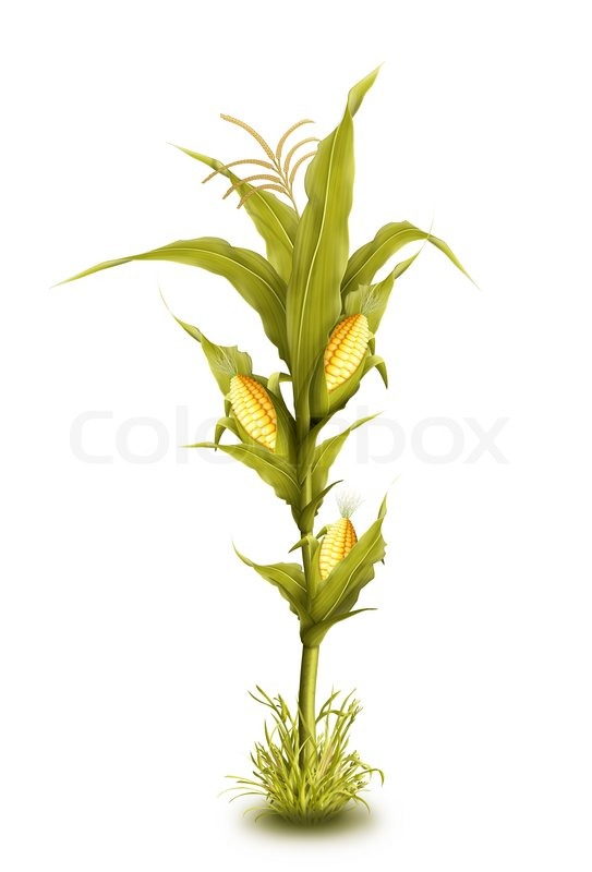 Illustrated Corn Stalk Isolated   Stock Photo   Colourbox