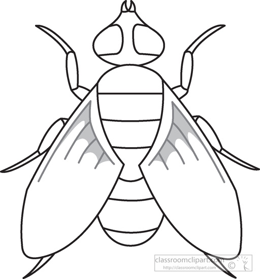 Animals   Fly Insects Black White Outline 972   Classroom Clipart