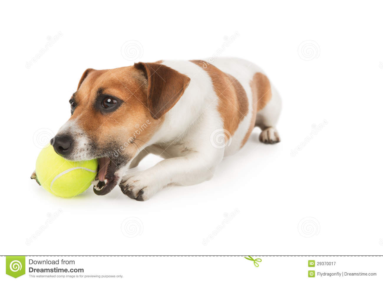Dog Is Chewing Yellow Tennis Ball Royalty Free Stock Photography