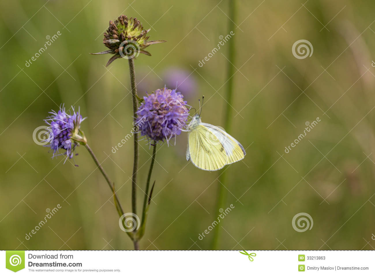 Butterfly On A Flower On The Summer Meadow