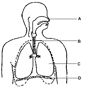 Label Respiratory System Diagram   Clipart Best