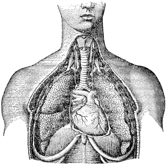 Respiratory System   Clipart Etc