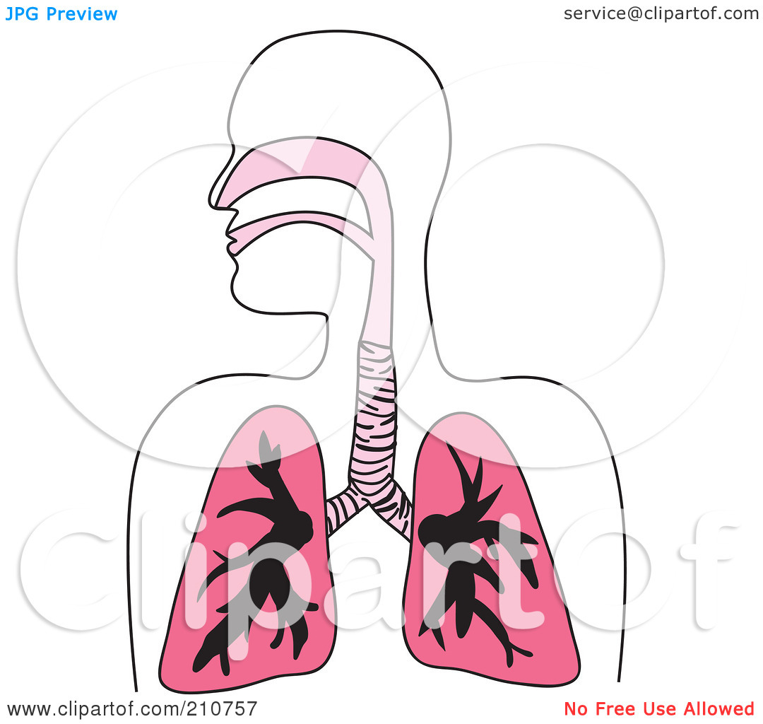 Royalty Free  Rf  Clipart Illustration Of A Human Respiratory Diagram