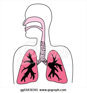 Stock Illustration   Human Respiratory System Diagram  Clipart