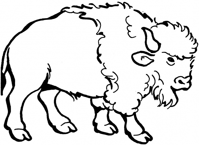 Nice American Bison Coloring Page For Kids Nice American Bison