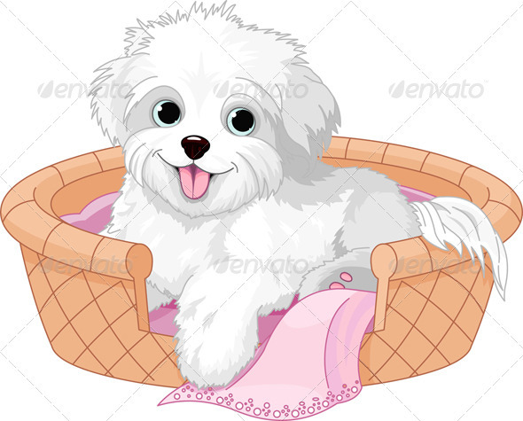 White Fluffy Dog   Animals Characters