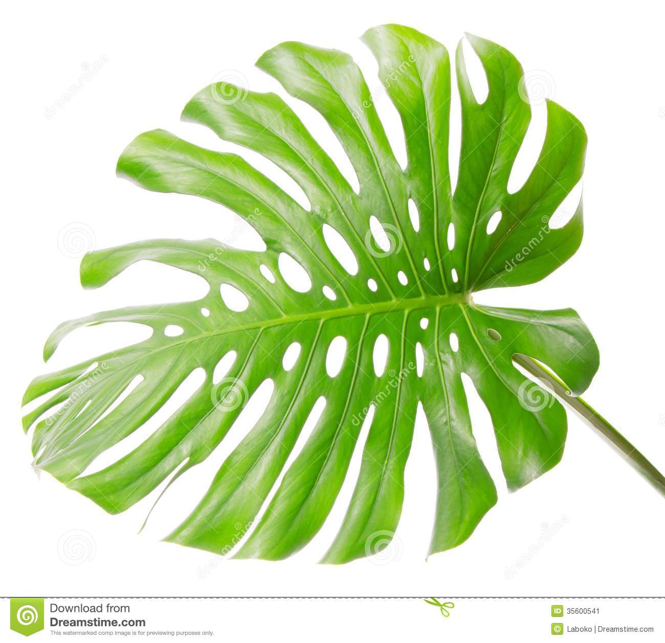 Bright Tropical Leaf Close Up With Holes Stock Image   Image  35600541