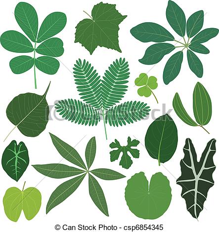 Clipart Vector Of Leaf Leaves Plant Tropical   A Set Of Tropical