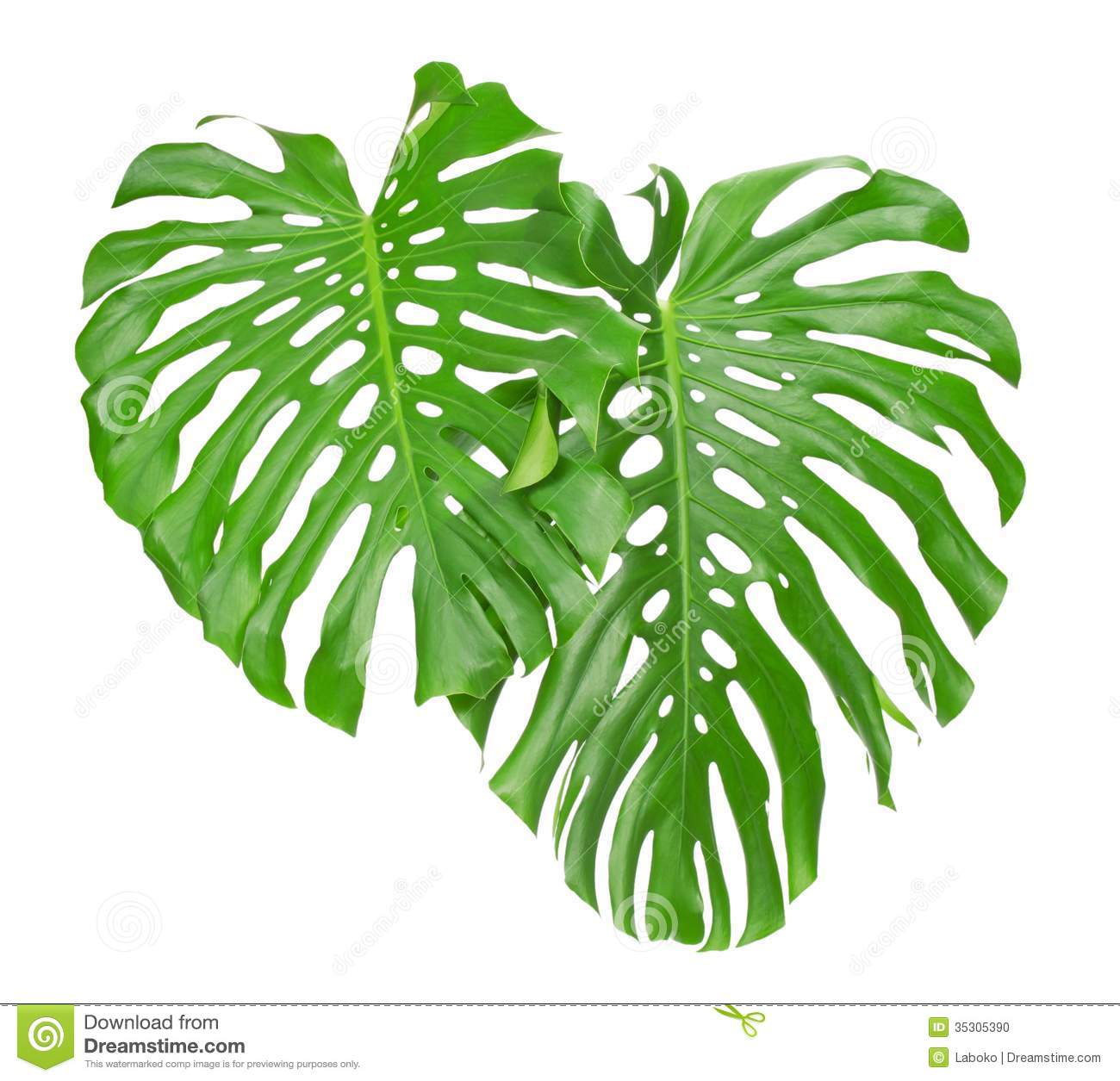 Two Tropical Leaves Stock Photo   Image  35305390