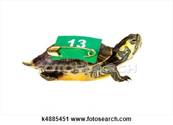 Stock Photography   Lucky Number 13 Turtle  Fotosearch   Search Stock