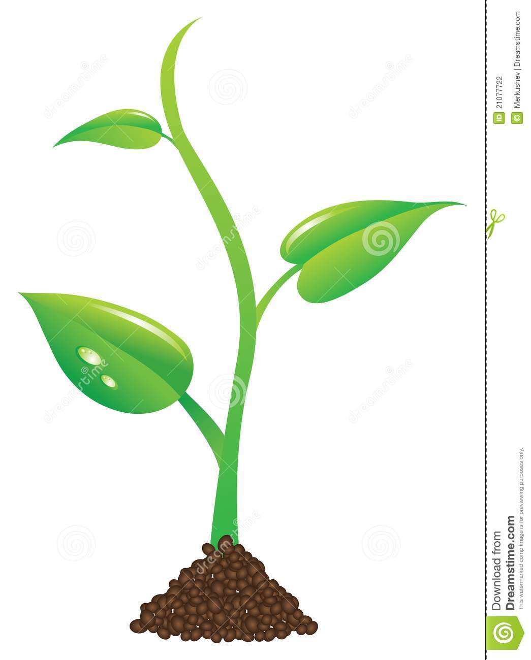Young Plant Stock Photography   Image  21077722