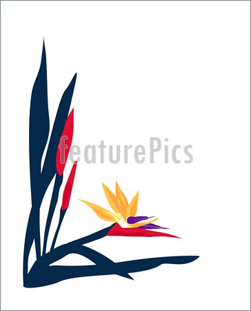 Illustration Of Bird Of Paradise Page Layout    He Brilliant Colors Of